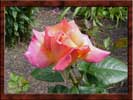 Pink Rose